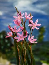 3 stuks | Hesperantha c. 'Mrs Hegarty' P9 cm