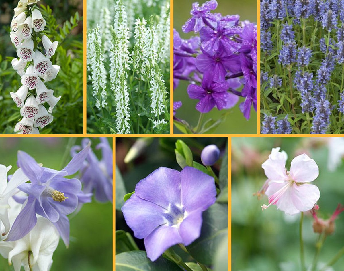 Plants Online - Tuinplanten - Paars-Blauw-Wit Borderpakket - set van 1 - Insectenlokkend - Semi-bladhoudend - Bloeiende plant - Geurend - 3m2 - Inclusief gratis plantadvies
