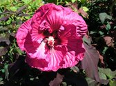 Hibiscus 'Plum Crazy' C5 cm