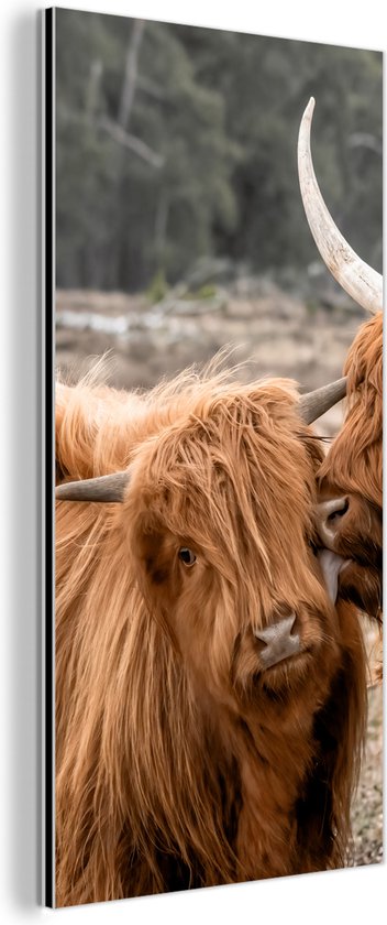 Bekijk hier onze Schotse hooglander wanddecoratie op een formaat naar keuze