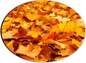 WallClassics - Dibond Ovaal - Oranje Herfstbladeren - 28x21 cm Foto op Ovaal (Met Ophangsysteem)