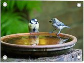 WallClassics - Tuinposter – Vogeltjes Fluitend bij een Drinkbak - 40x30 cm Foto op Tuinposter  (wanddecoratie voor buiten en binnen)