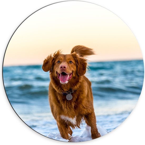 WallClassics - Dibond Muurcirkel - Vrolijke Hond op het Strand - 70x70 cm Foto op Aluminium Muurcirkel (met ophangsysteem)