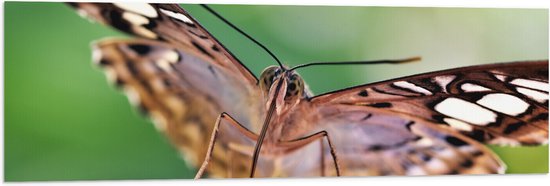 WallClassics - Vlag - Zwart met Witte Vlinder op Fruit - 120x40 cm Foto op Polyester Vlag