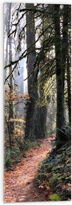 WallClassics - Acrylglas - Bospad met Mos Begroeide Bomen - 30x90 cm Foto op Acrylglas (Wanddecoratie op Acrylaat)