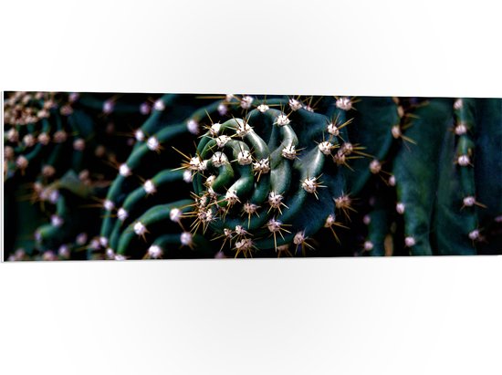 WallClassics - PVC Schuimplaat- Prikkels van Cactus - 120x40 cm Foto op PVC Schuimplaat
