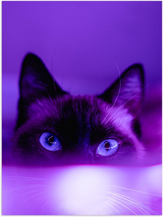 WallClassics - Poster Glanzend – Zwarte Kat in het Paarse Licht - 30x40 cm Foto op Posterpapier met Glanzende Afwerking