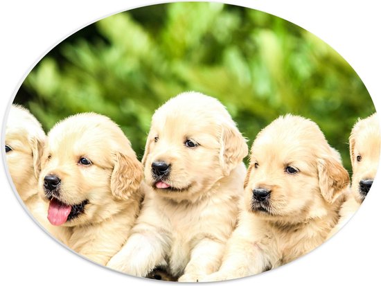 WallClassics - PVC Schuimplaat Ovaal - Vijf Puppies op een Rij - 40x30 cm Foto op Ovaal  (Met Ophangsysteem)