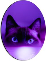 WallClassics - Dibond Ovaal - Zwarte Kat in het Paarse Licht - 21x28 cm Foto op Ovaal (Met Ophangsysteem)