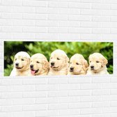 WallClassics - Muursticker - Vijf Puppies op een Rij - 120x40 cm Foto op Muursticker