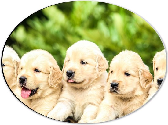 WallClassics - Dibond Ovaal - Vijf Puppies op een Rij - 40x30 cm Foto op Ovaal (Met Ophangsysteem)
