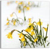 WallClassics - Dibond - Gele Narcissen Bloemetjes in de Sneeuw - 50x50 cm Foto op Aluminium (Wanddecoratie van metaal)