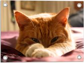 WallClassics - Poster de Jardin - Chat Oranje Paresseux - 40x30 cm Photo sur Poster de Jardin (décoration murale pour l'extérieur et l'intérieur)