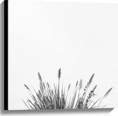 WallClassics - Canvas  - Lampenpoetsersgras - 60x60 cm Foto op Canvas Schilderij (Wanddecoratie op Canvas)