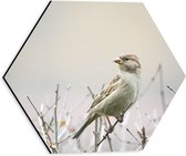 WallClassics - Dibond Hexagone - Vogel - Moineau sur Branche - 30x26,1 cm Photo sur Hexagone (Avec Système d'accrochage)