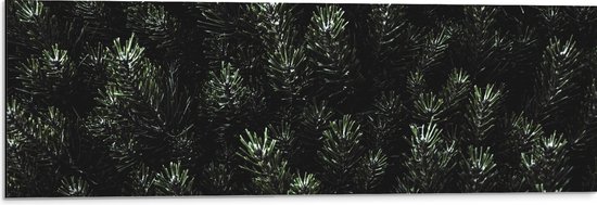 WallClassics - Dibond - Naalden van een Denneboom - 90x30 cm Foto op Aluminium (Wanddecoratie van metaal)