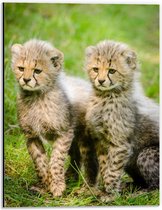 WallClassics - Dibond - Twee Cheetah Welpjes in het Gras - 30x40 cm Foto op Aluminium (Met Ophangsysteem)