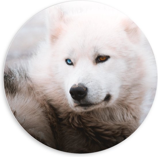WallClassics - PVC Schuimplaat Muurcirkel - Witte Canadese Eskimo Hond met Twee Kleuren Ogen - 60x60 cm Foto op Muurcirkel (met ophangsysteem)