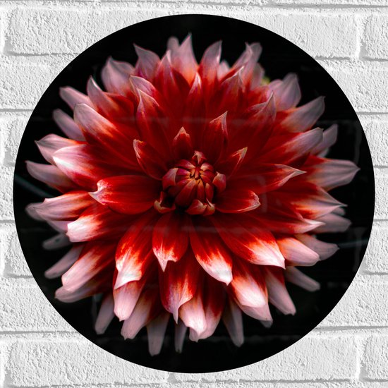 WallClassics - Muursticker Cirkel - Roze met Rode Bloem - 50x50 cm Foto op Muursticker