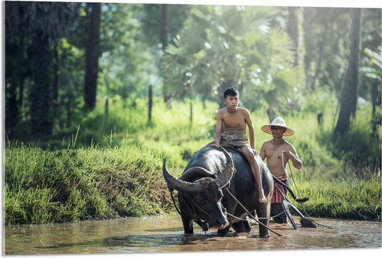 WallClassics - Verre acrylique - Buffle d'eau dans l' Water - Photo 90 x 60 cm sur verre acrylique (avec système de suspension)