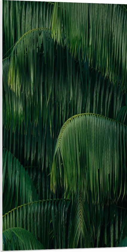 WallClassics - PVC Schuimplaat - Groene Plant met Lange Bladeren - 50x100 cm Foto op PVC Schuimplaat (Met Ophangsysteem)