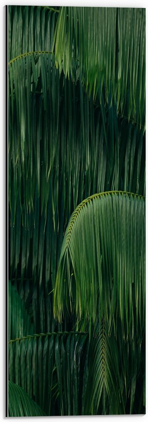 WallClassics - Dibond - Groene Plant met Lange Bladeren - 20x60 cm Foto op Aluminium (Met Ophangsysteem)