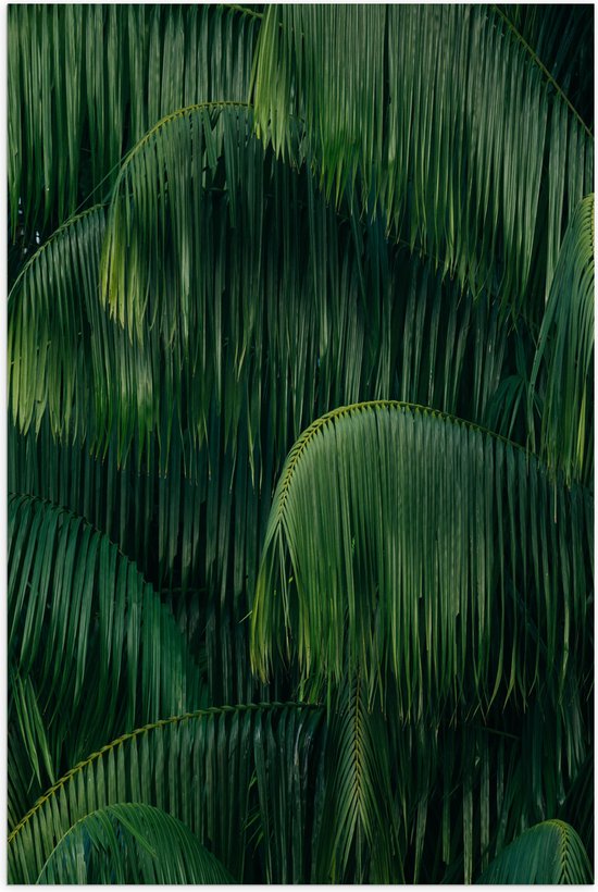 WallClassics - Poster Glanzend – Groene Plant met Lange Bladeren - 80x120 cm Foto op Posterpapier met Glanzende Afwerking