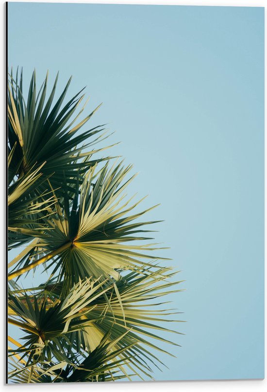 WallClassics - Dibond - Palmbomen met Blauwe Lucht - 40x60 cm Foto op Aluminium (Wanddecoratie van metaal)