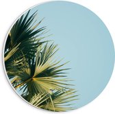 WallClassics - PVC Schuimplaat Muurcirkel - Palmbomen met Blauwe Lucht - 20x20 cm Foto op Muurcirkel (met ophangsysteem)