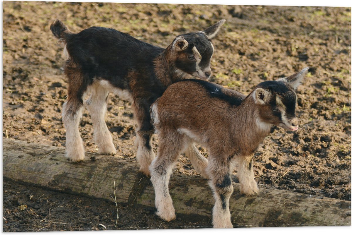 Vlag - Twee Baby Geitjes op een Boomstam - 75x50 cm Foto op Polyester Vlag