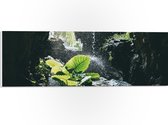 WallClassics - PVC Schuimplaat- Groen Plantje Achter Stromend Water in een Grot - 60x20 cm Foto op PVC Schuimplaat