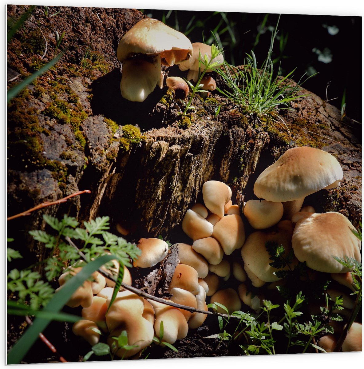 PVC Schuimplaat- Bruine Paddenstoelen op een Boomstam - 100x100 cm Foto op PVC Schuimplaat