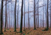 Fotobehangkoning - Bos met kale Bomen - Vliesbehang - Behang - 152,5 x 104 cm