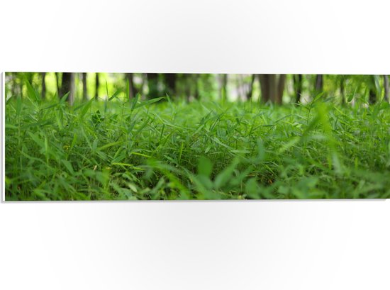 WallClassics - PVC Schuimplaat- Groen Gras aan de Bosrand - 60x20 cm Foto op PVC Schuimplaat