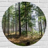 WallClassics - Muursticker Cirkel - Hoge Naaldbomen in het Bos - 70x70 cm Foto op Muursticker