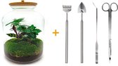 Terrarium - Lukas - ↑ 33 cm - Ecosysteem plant - Kamerplanten - Mini ecosysteem plant - Planten in pot - DIY planten terrarium + Hark + Schep + Pincet + Schaar