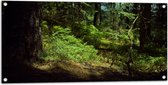 WallClassics - Tuinposter – Schaduw in het Bos - 100x50 cm Foto op Tuinposter  (wanddecoratie voor buiten en binnen)