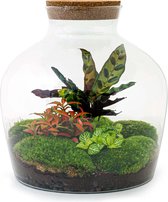 Terrarium - Fat Joe Red - ↑ 30 cm - Ecosysteem plant - Kamerplanten - DIY planten terrarium - Mini ecosysteem