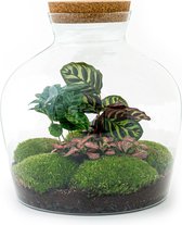 Terrarium - Fat Joe Coffea - ↑ 30 cm - Ecosysteem plant - Kamerplanten - DIY planten terrarium - Mini ecosysteem