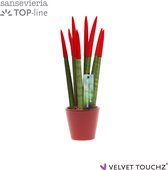 Sansevieria Velvet Touchz® Rood in Keramiek