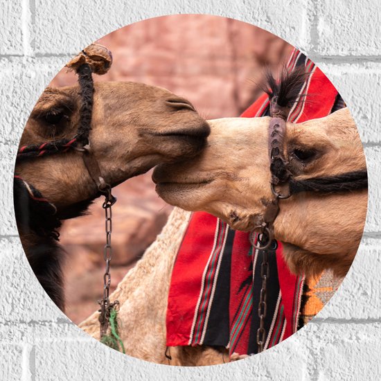 WallClassics - Muursticker Cirkel - Twee Lieve Kamelen - 30x30 cm Foto op Muursticker