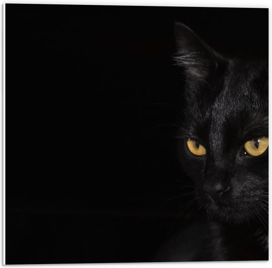 WallClassics - PVC Schuimplaat - Zwarte Kat met Zwarte Achtergrond - 50x50 cm Foto op PVC Schuimplaat (Met Ophangsysteem)