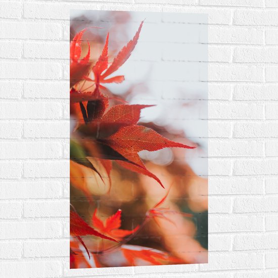 WallClassics - Muursticker - Close up van Rode Herfstbladeren - 50x100 cm Foto op Muursticker