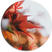 WallClassics - Dibond Muurcirkel - Close up van Rode Herfstbladeren - 30x30 cm Foto op Aluminium Muurcirkel (met ophangsysteem)