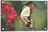 WallClassics - Poster de Jardin - Marron avec Papillon Witte à Bloem Rouge - 60x40 cm Photo sur Poster de Jardin (décoration murale pour l'extérieur et l'intérieur)