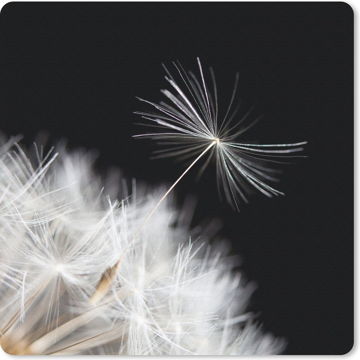 Muismat 30x30 cm - Mousepad Bloem - Paardenbloem - Plant - Muismatten