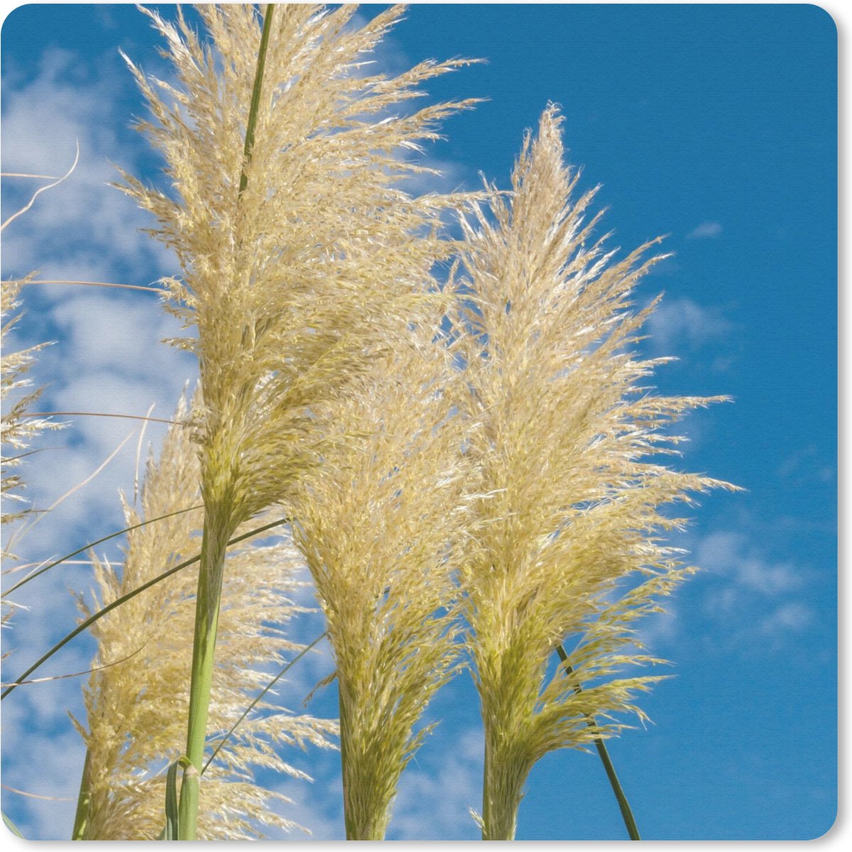 Muismat 20x20 cm - Mousepad Planten - Pampasgras - Lucht - Muismatten