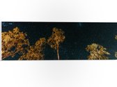 WallClassics - Panneau en mousse PVC - Arbres dans la nuit sous un ciel étoilé - Photo 60x20 cm sur panneau en mousse PVC
