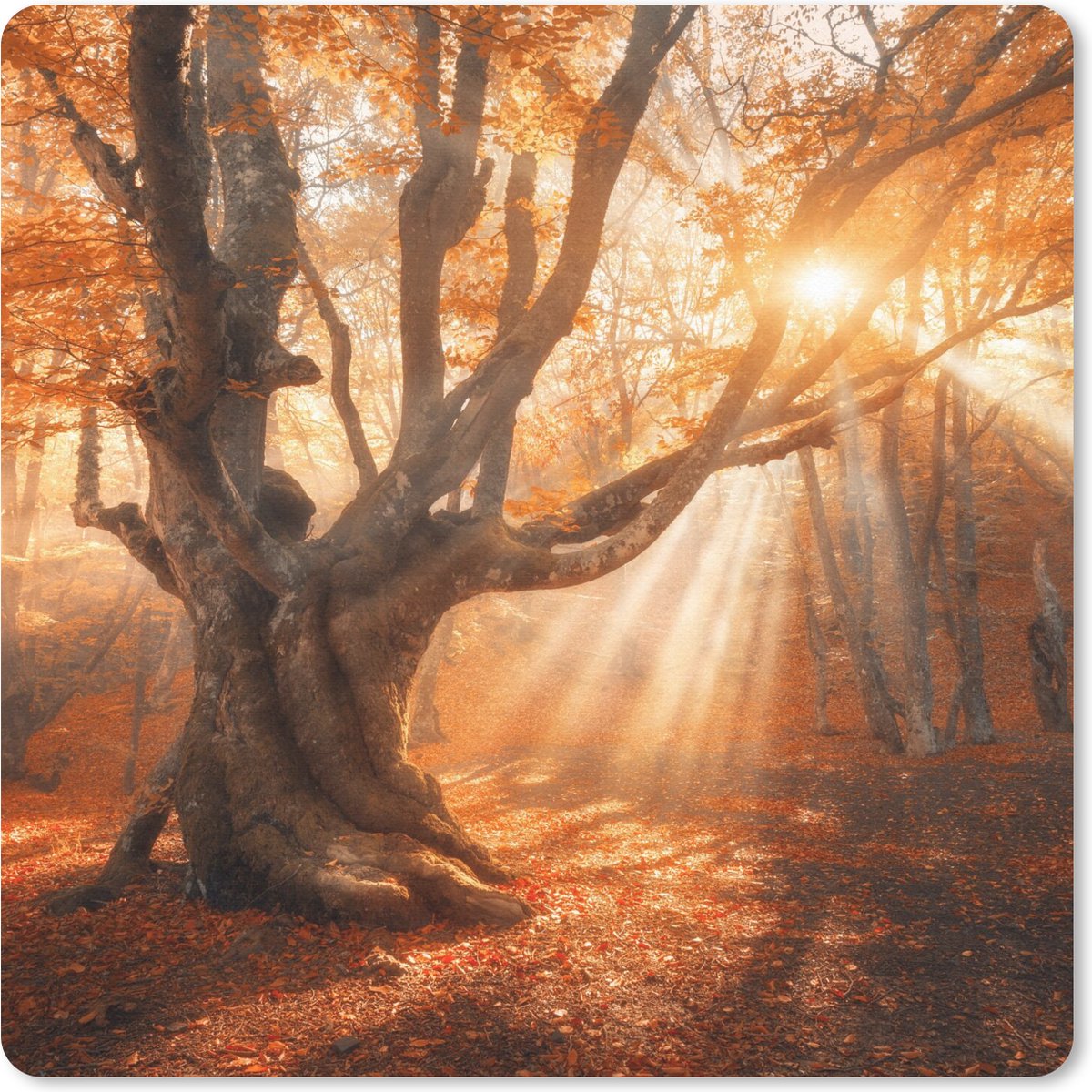 Muismat 20x20 cm - Mousepad Boom - Natuur - Herfst - Muismatten