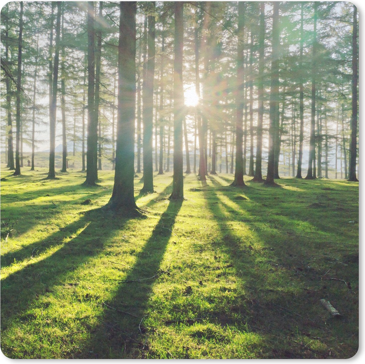 Muismat 30x30 cm - Mousepad Bomen - Natuur - Bos - Muismatten